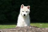 SIBERIAN HUSKY 1016